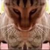 JB_Cat